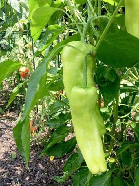 Banana Peppers growing on the vine in a vegetable garden.