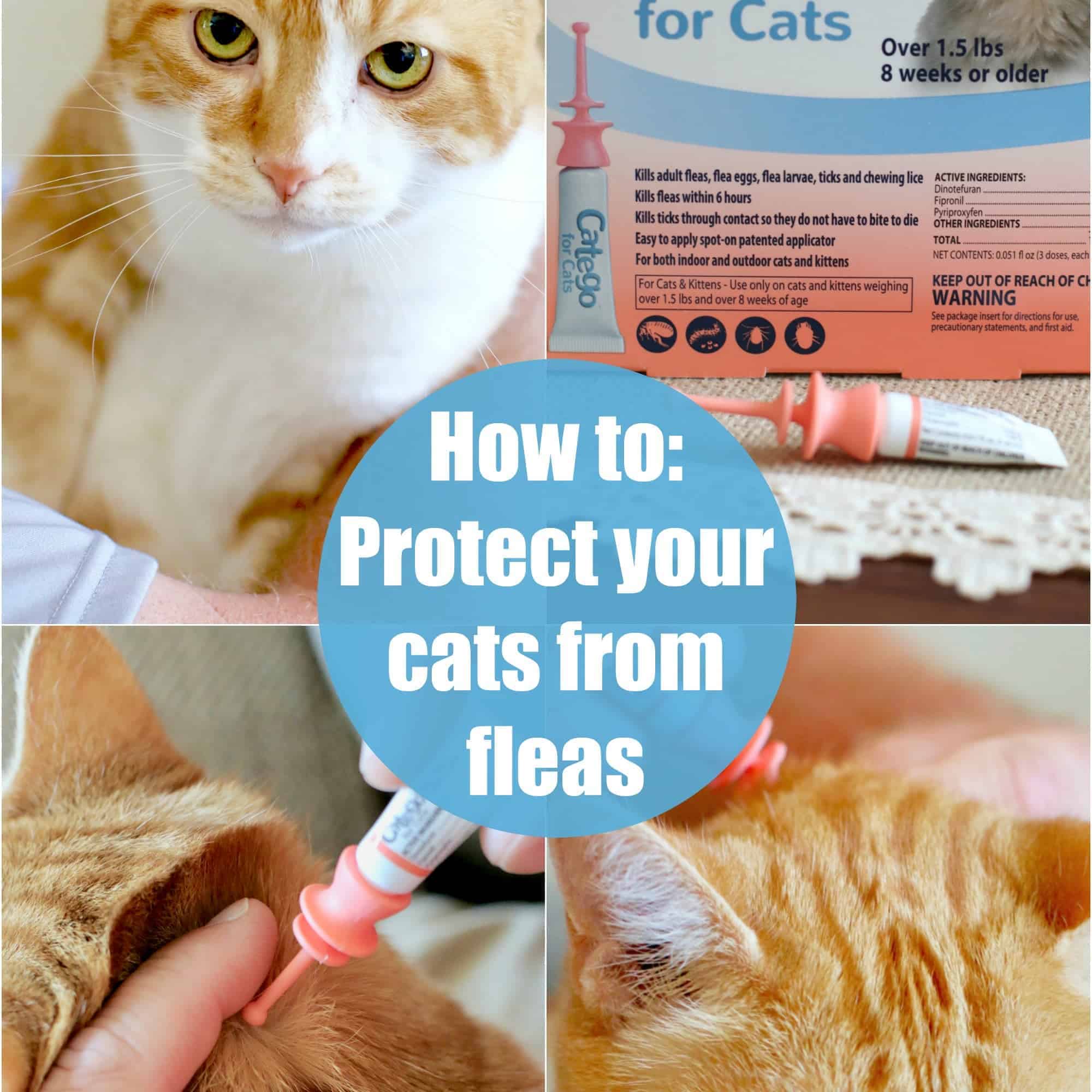How Do You Know If Your Cat Has Fleas Or Ticks toxoplasmosis