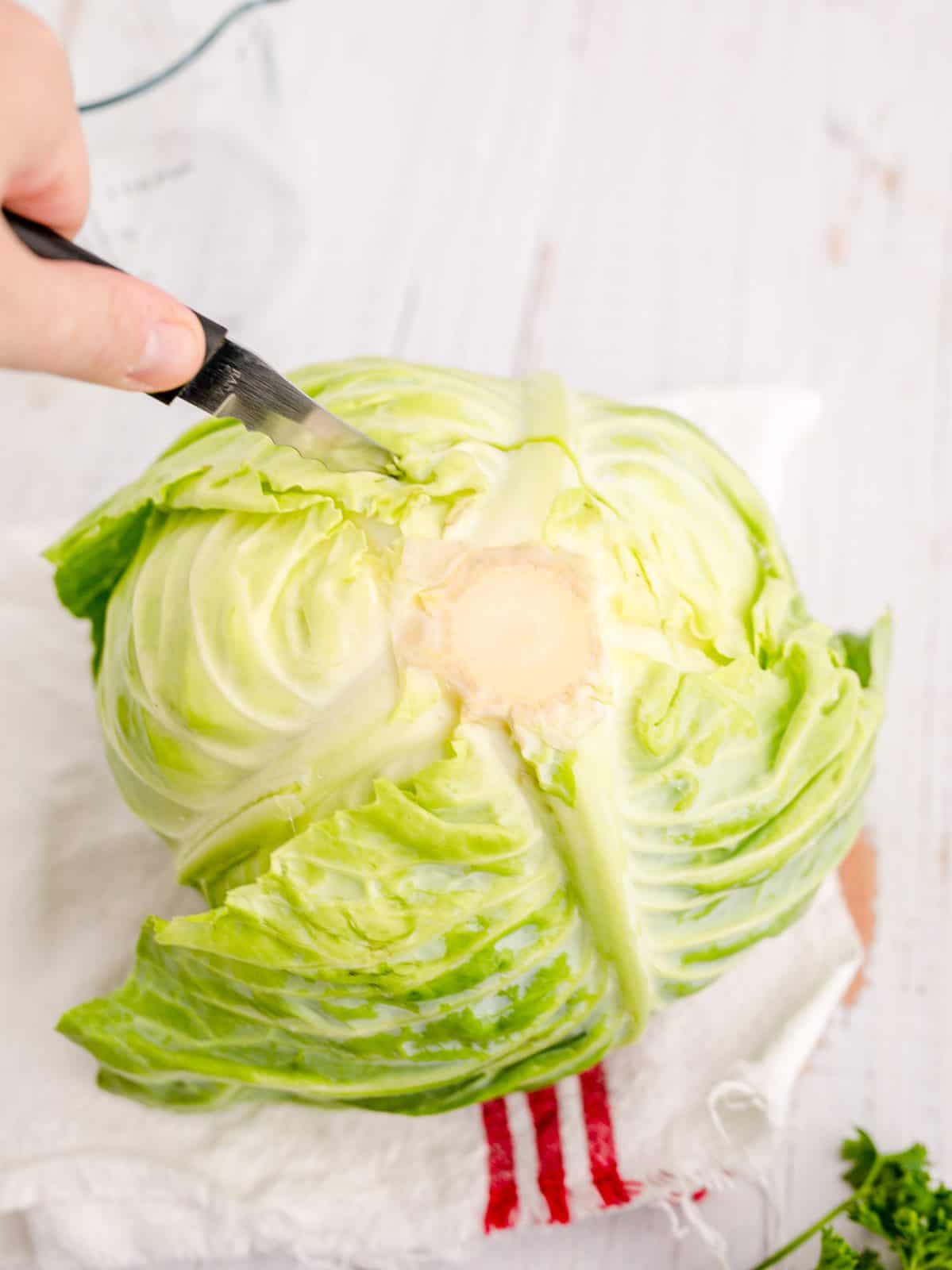 Core being removed from cabbage.