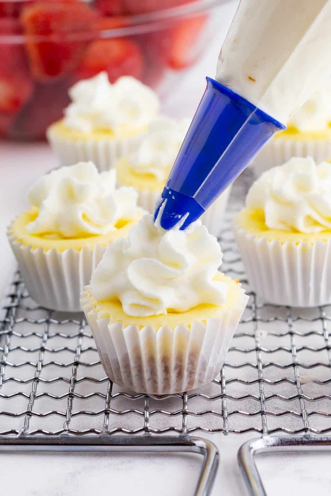 Piping bag piping whipped cream to tops of mini cheesecakes.
